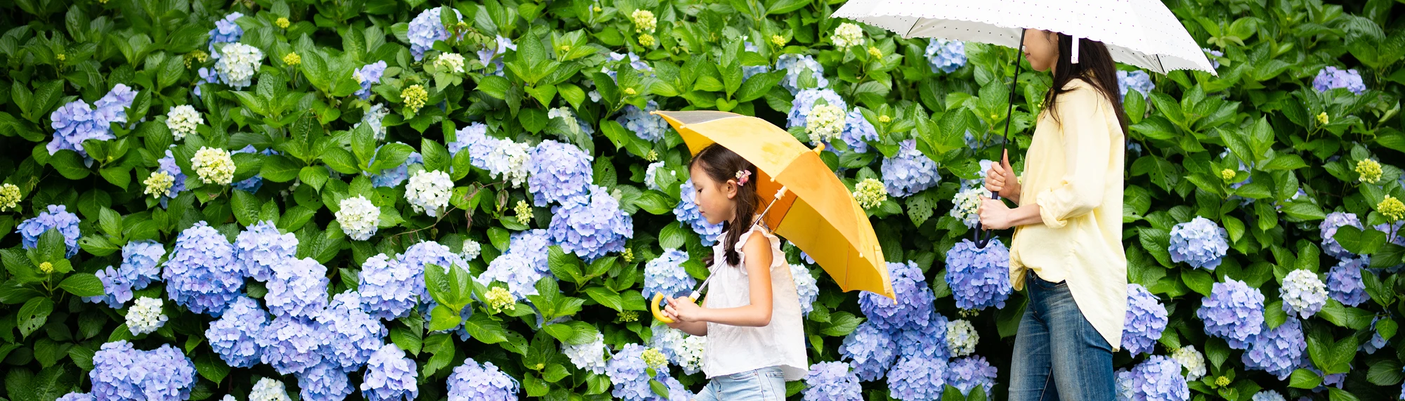Asian mother and daughter walking in the rain with umbrellas